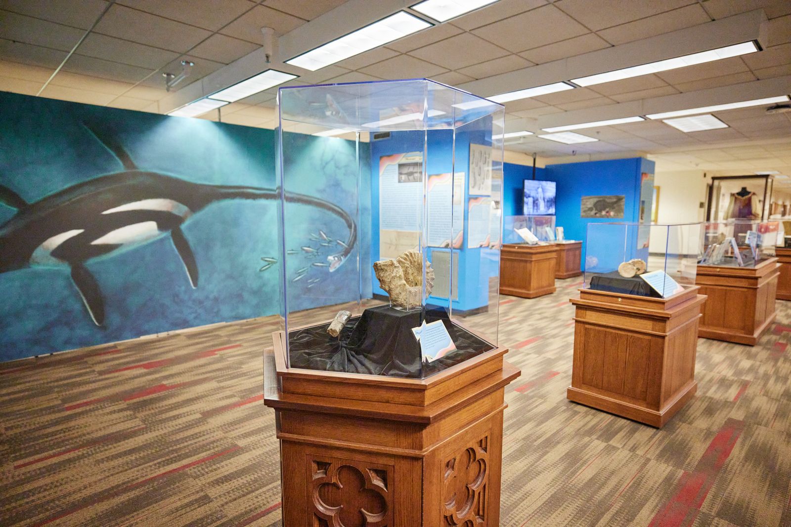 The Mary Anning exhibit in Bizzell. Glass exhibit cases are displaying fossils and books that cover the life and findings of Mary Anning. 